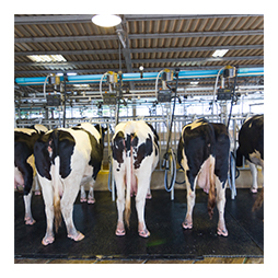 dairy production